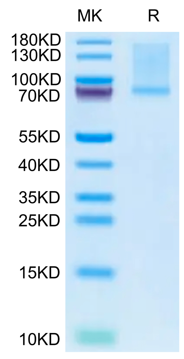 SDS-PAGE gel of Mouse GAS6 Protein 2653