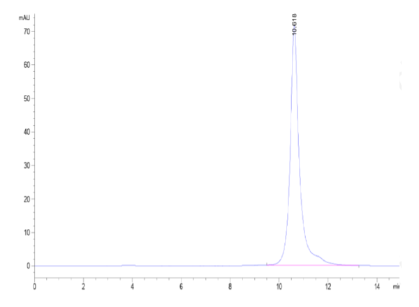 HPLC of Human LILRB4/CD85k/ILT3 Domain 1+hinge Protein 2654