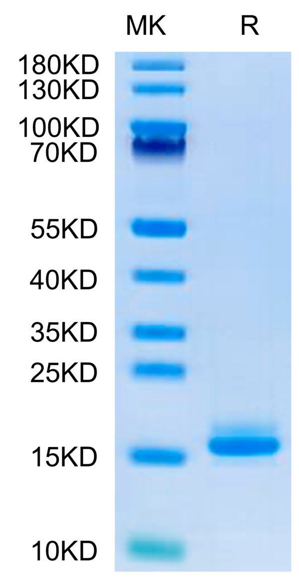 SDS-PAGE gel of Human LILRB4/CD85k/ILT3 Domain 1+hinge Protein 2654