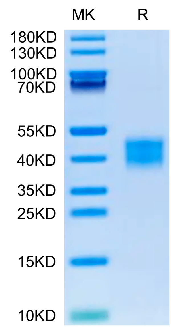 SDS-PAGE gel of Mouse ASGR1 Protein 2655