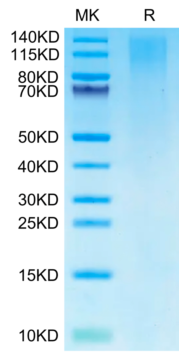 SDS-PAGE gel of Cynomolgus TIM-1/HAVCR1 Protein 2660