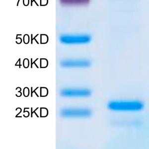 SDS-PAGE gel of Human SP17 Protein 2669