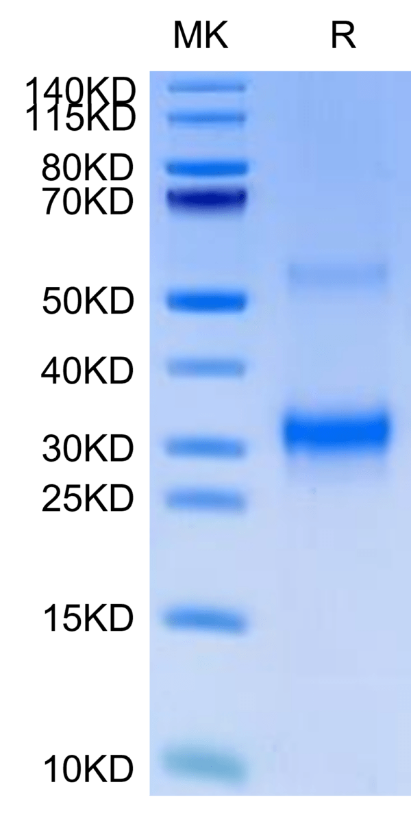 SDS-PAGE gel of Cynomolgus BDCA-2 Protein 2671