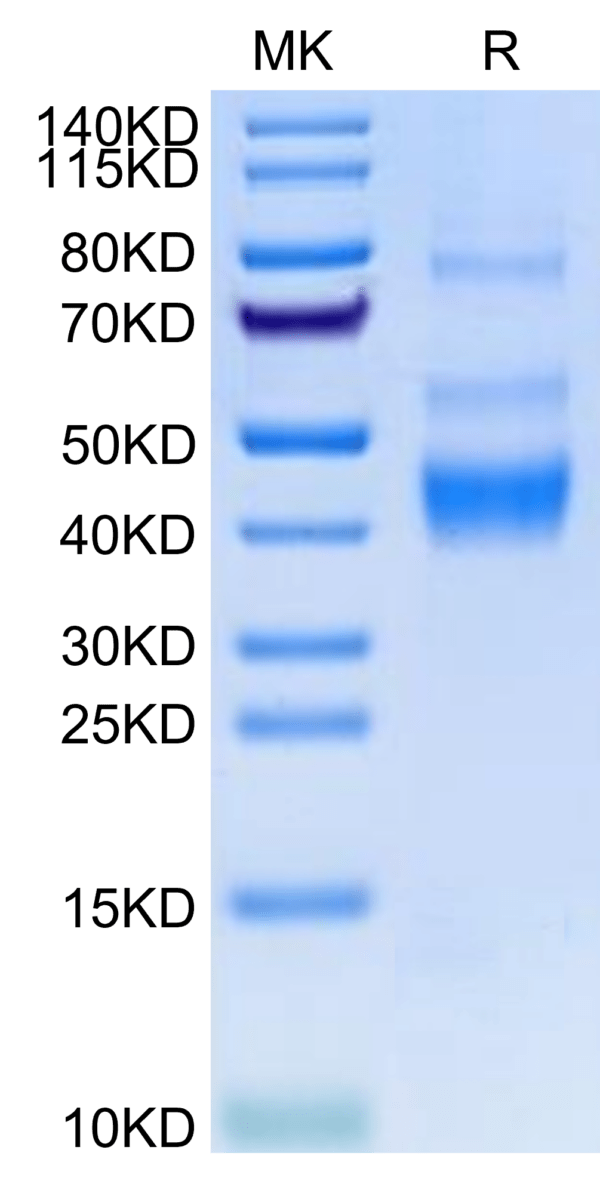 SDS-PAGE gel of Human LAP (TGF beta 1) Protein 2672