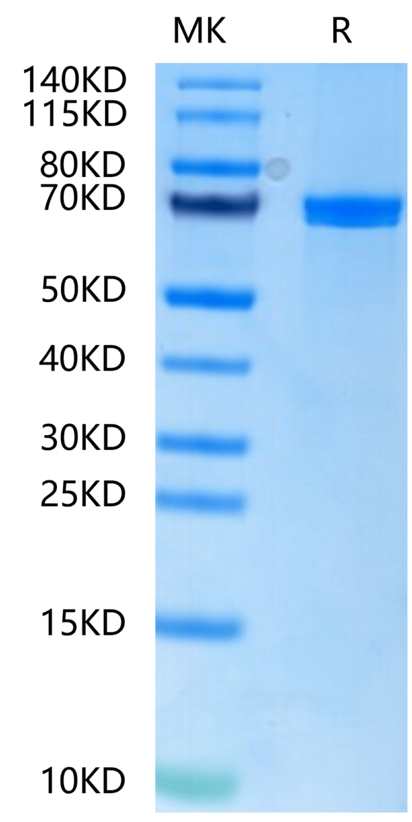 SDS-PAGE gel of Human Wnt Surrogate-Fc Fusion Protein 2677