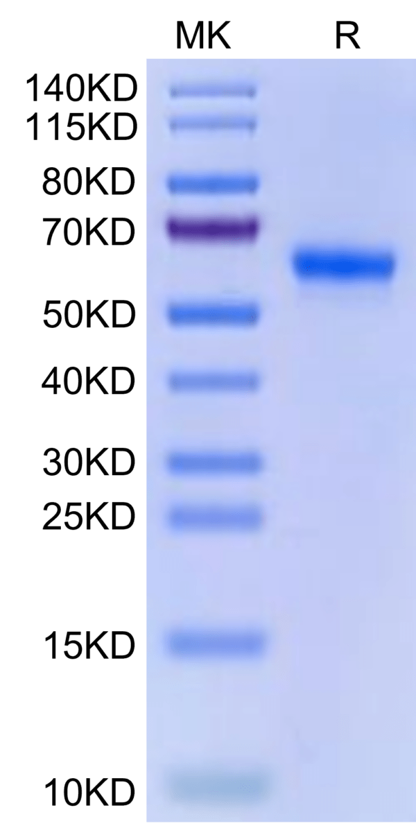 SDS-PAGE gel of Human ULBP-2 Protein 2680