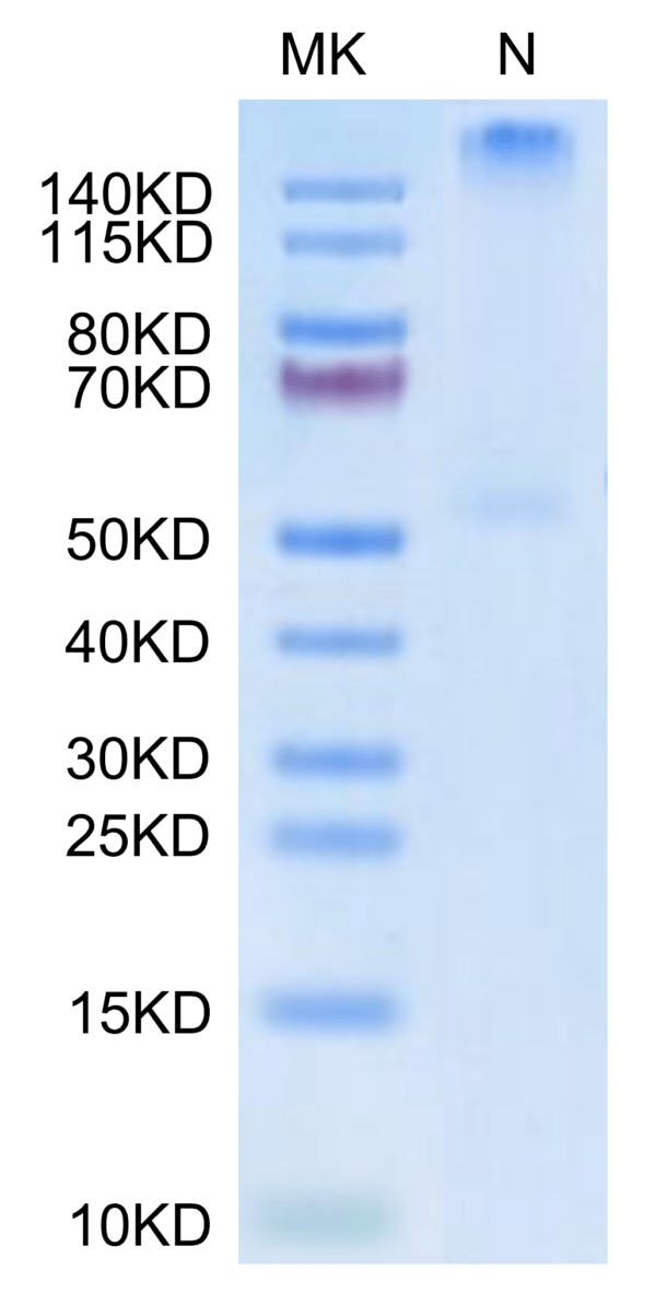 SDS-PAGE gel of Human HLA-C*03:04&B2M&KRAS G12D (GADGVGKSAL) Tetramer P 2682