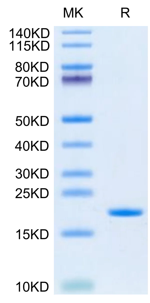 SDS-PAGE gel of Human SCF Protein 2683