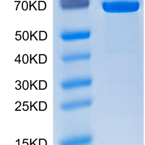 SDS-PAGE gel of Human HSP70 Protein 2689