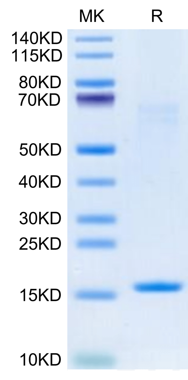 SDS-PAGE gel of Human IL-3 Protein 2692