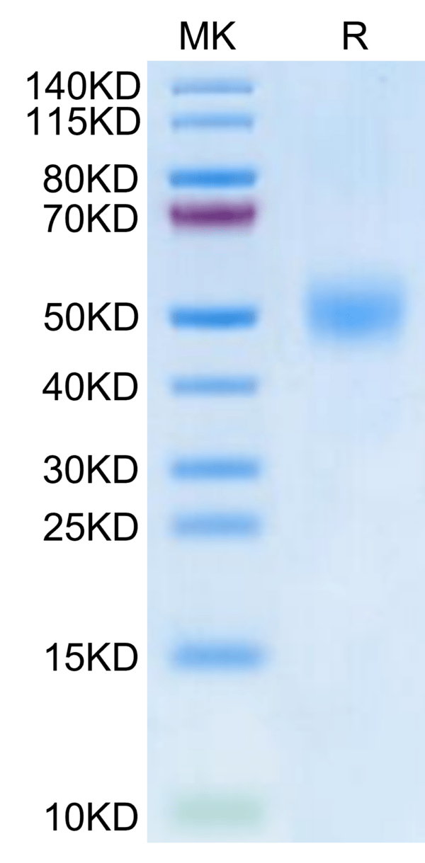 SDS-PAGE gel of Biotinylated Human FGFR1 beta (IIIc) Protein 2700