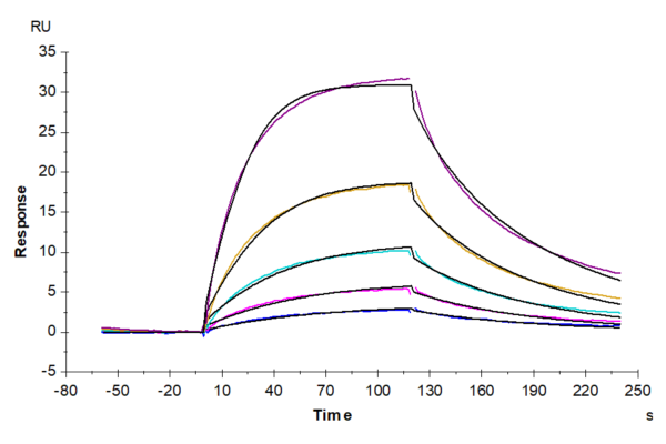 SPR with Cynomolgus IFN alpha/beta R2 Protein 2712