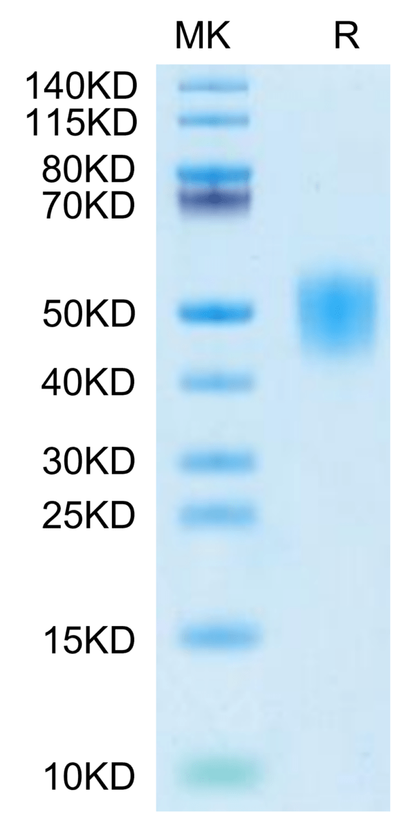 SDS-PAGE gel of Cynomolgus IFN alpha/beta R2 Protein 2712