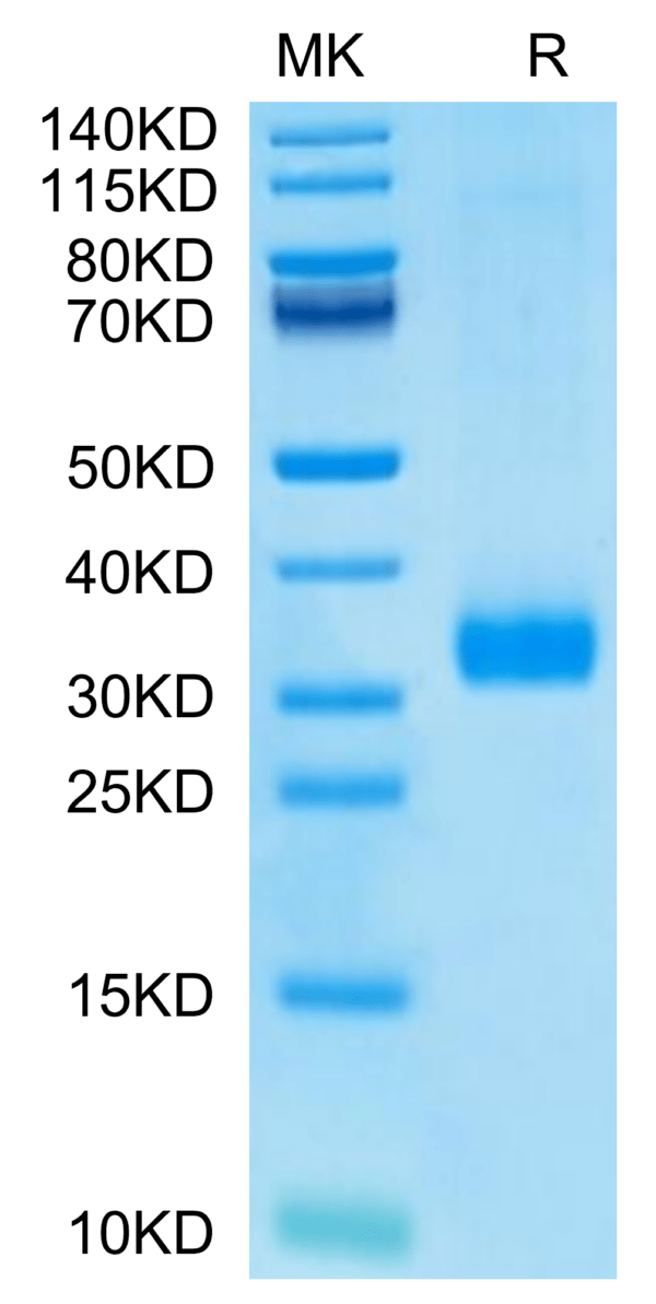 SDS-PAGE gel of Human MBL2/Mannan Binding Lectin Protein 2714