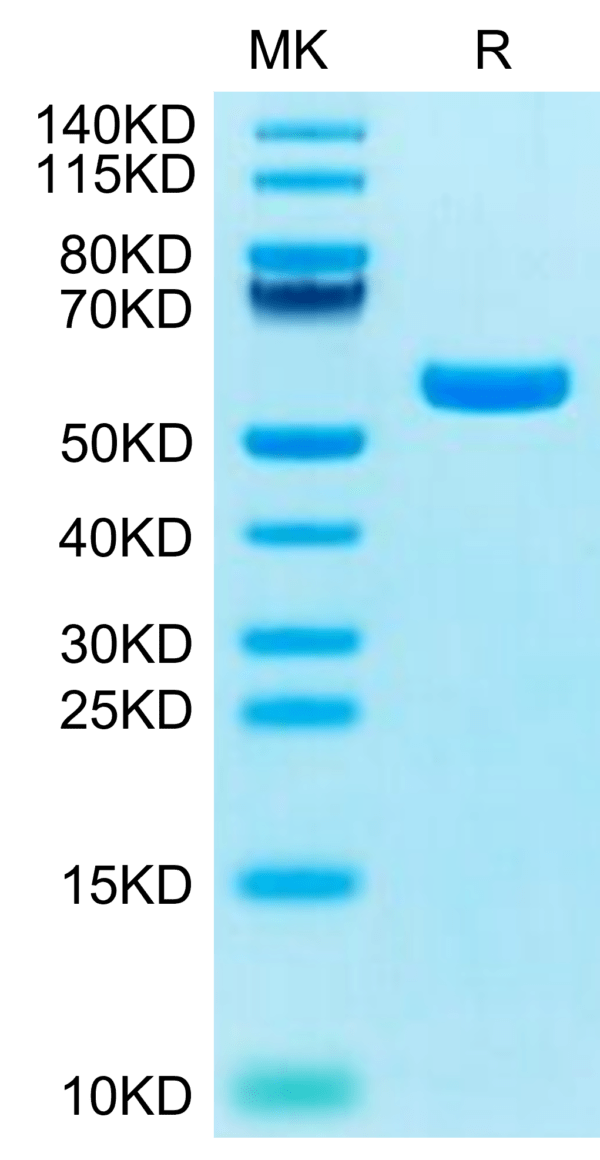 SDS-PAGE gel of Biotinylated Human HLA-A*11:01&B2M&KRAS G12C (VVVGACGVG 2720