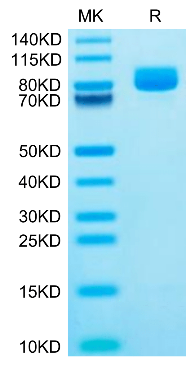 SDS-PAGE gel of Mouse XPNPEP2 Protein 2721