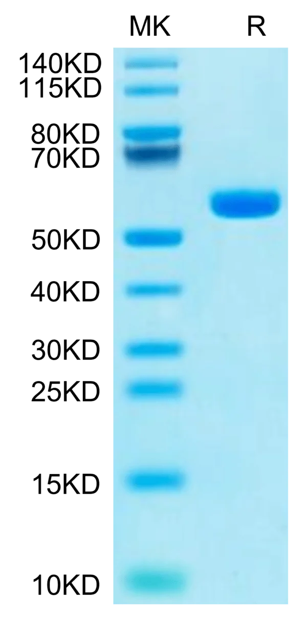 SDS-PAGE gel of Human HLA-A*11:01&B2M&KRAS G12C (VVVGACGVGK) Monomer Pr 2722