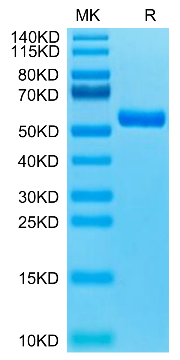 SDS-PAGE gel of Biotinylated Human HLA-A*11:01&B2M&KRAS G12R (VVVGARGVG 2723