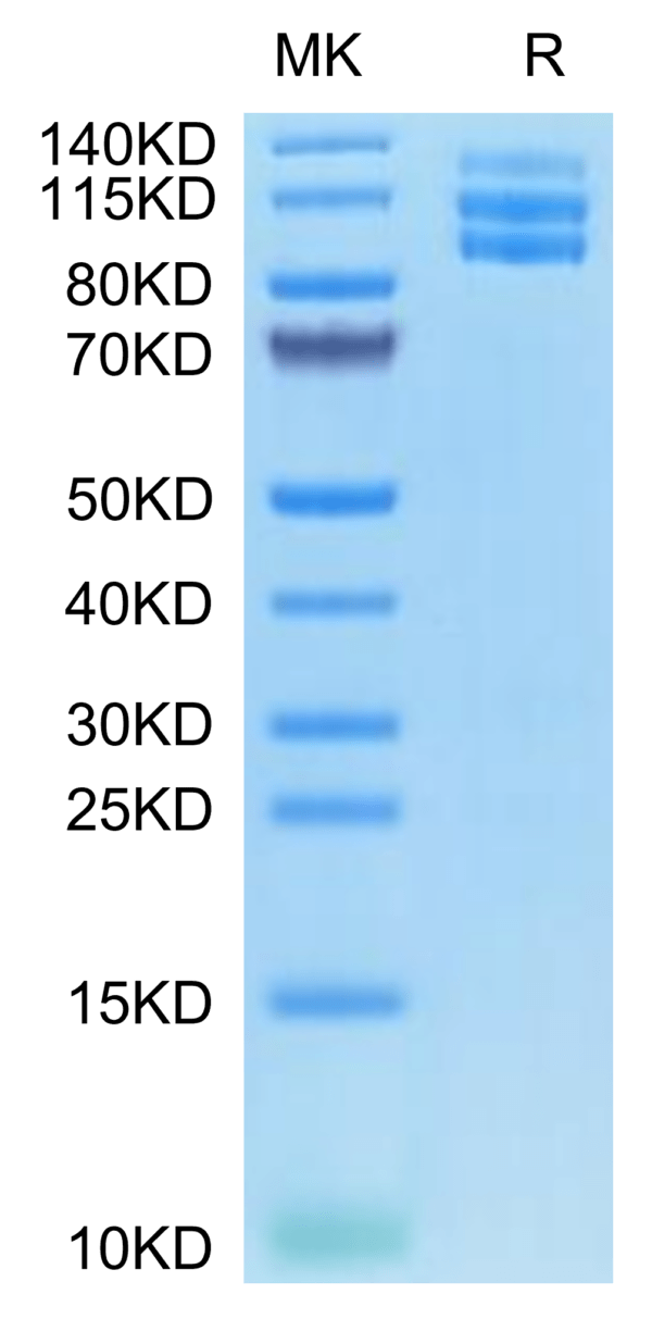 SDS-PAGE gel of Biotinylated Mouse Integrin alpha V beta 3 (ITGAV&ITGB3 2729