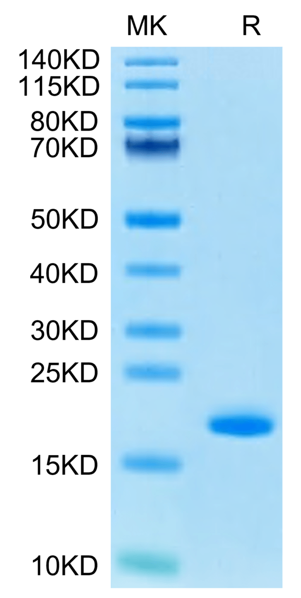 SDS-PAGE gel of Human FGF basic (154aa) Protein 2732