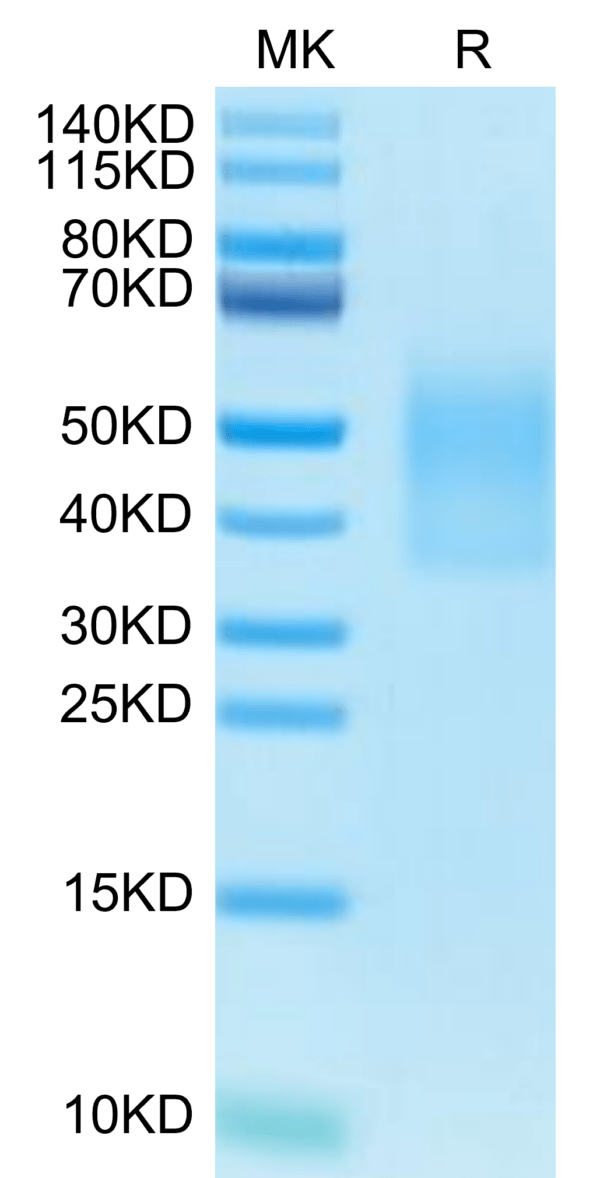 SDS-PAGE gel of Cynomolgus IL-18BP Protein 2735