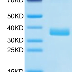 SDS-PAGE gel of Human APOE4/Apolipoprotein E Protein 2738