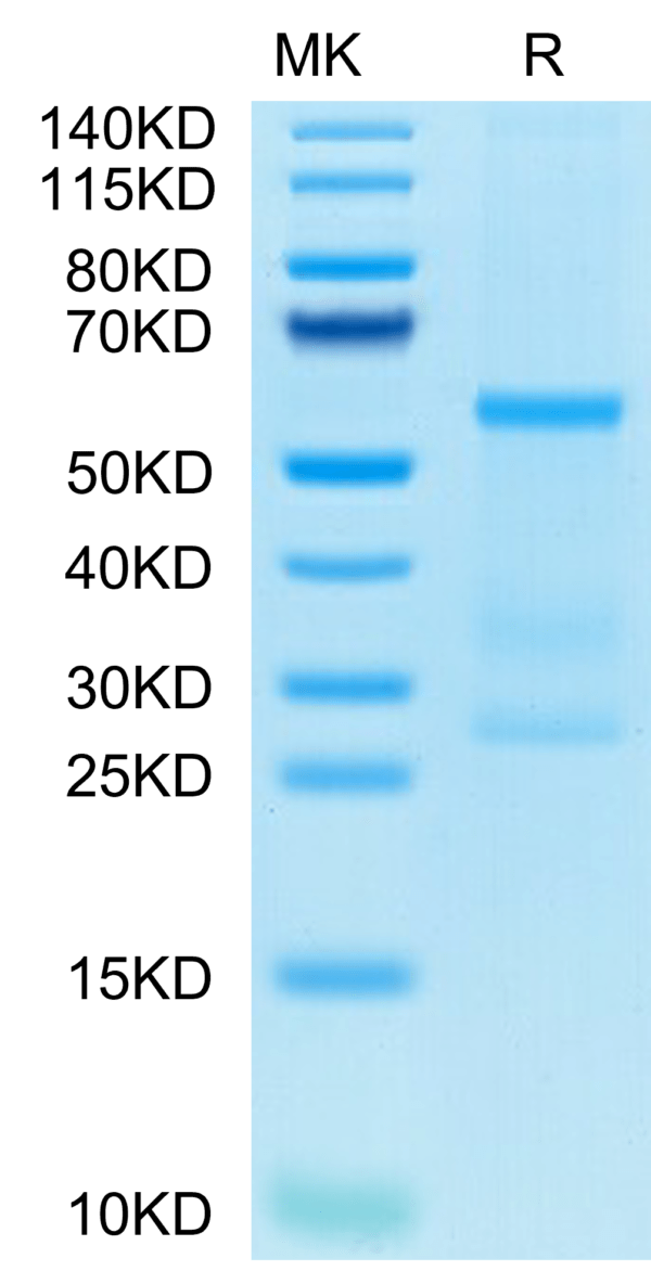 SDS-PAGE gel of Human IL-27 Protein 2740