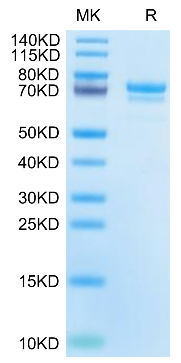 SDS-PAGE gel of Cynomolgus E-Cadherin/Cadherin-1 Protein 2746