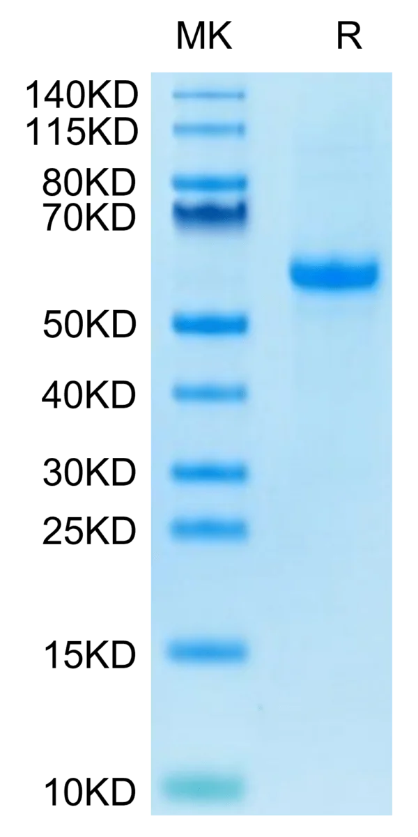 SDS-PAGE gel of Biotinylated Human Notch 3 Protein 2747