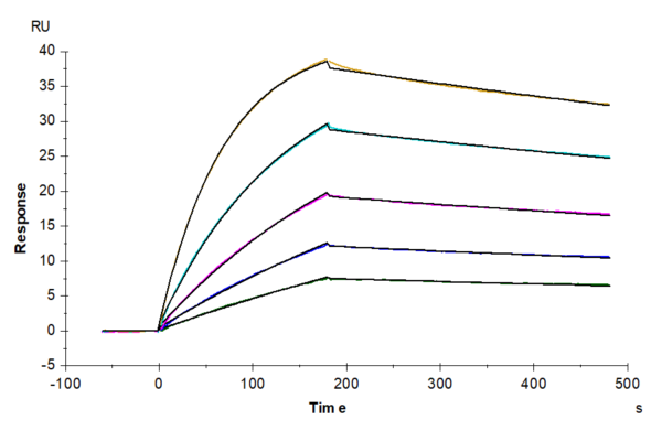 SPR with Cynomolgus IL-10 Protein 2750