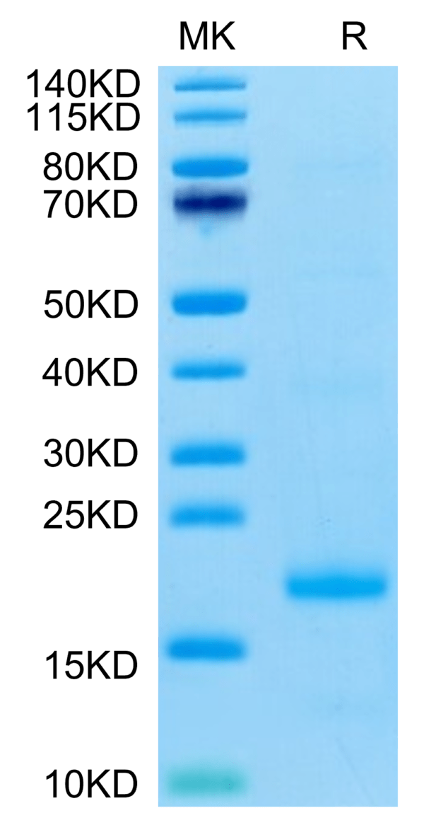 SDS-PAGE gel of Cynomolgus IL-10 Protein 2750