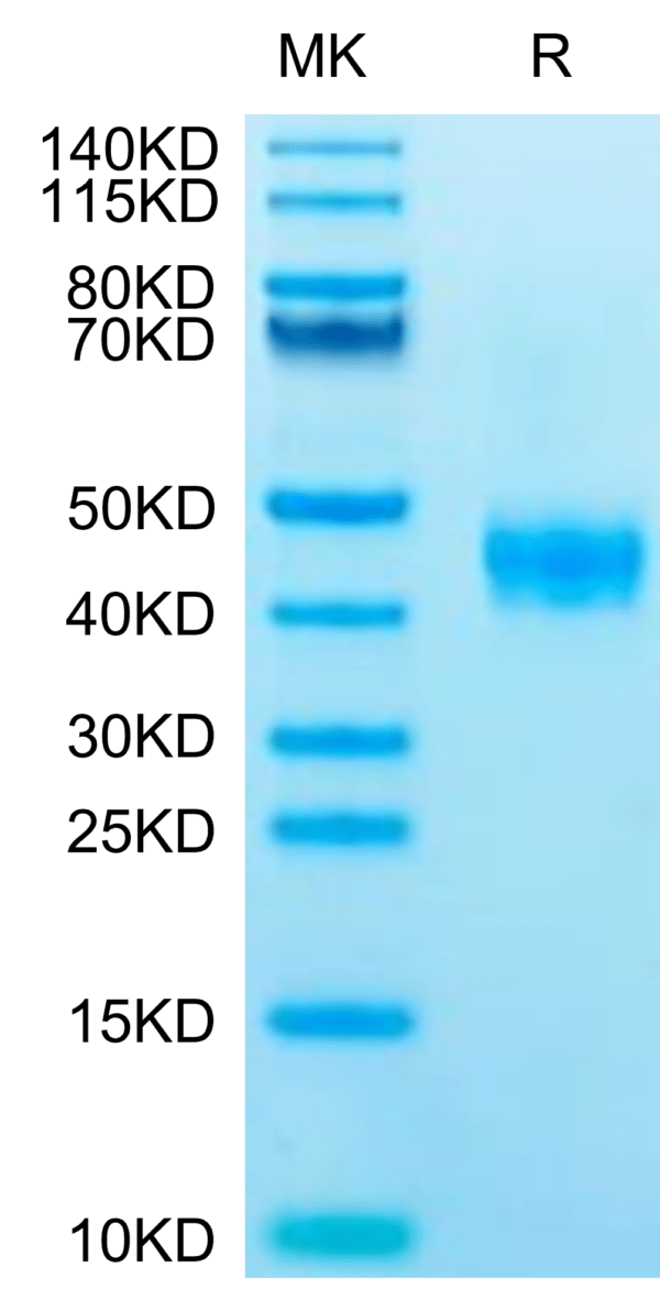 SDS-PAGE gel of Human CCR8 Protein 2752