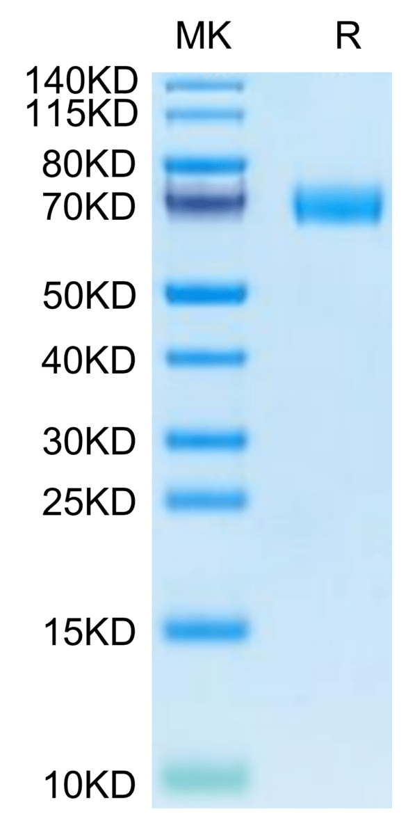 SDS-PAGE gel of Canine MRC2 Protein 2755