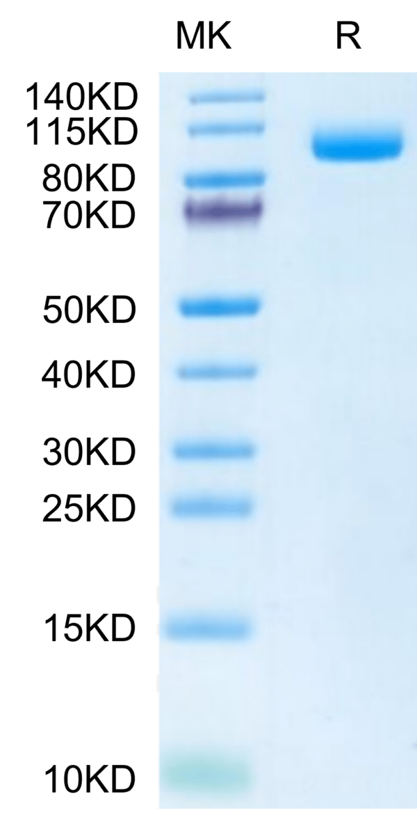 SDS-PAGE gel of Biotinylated Mouse PSMA/FOLH1 Protein (Primary Amine La 2756