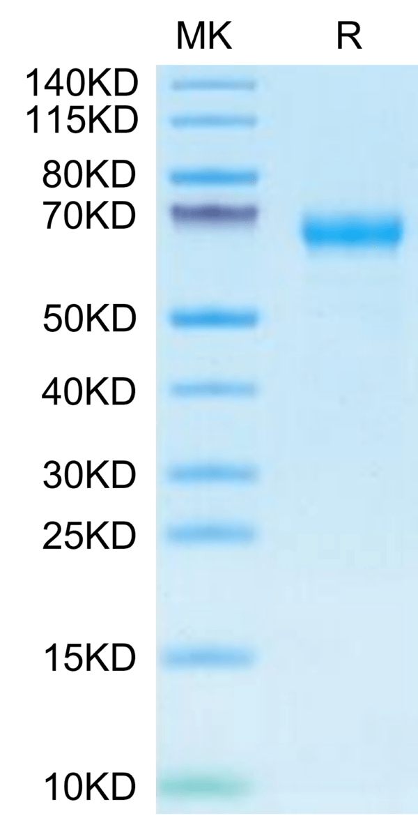 SDS-PAGE gel of Cynomolgus c-MPL/Thrombopoietin R Protein 2758