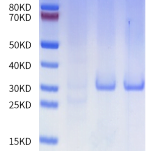 Activity assay with Human HTRA1 Protein 2759