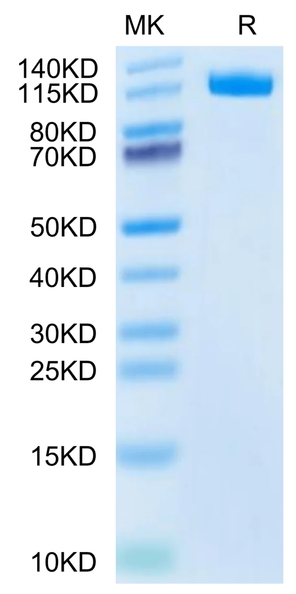 SDS-PAGE gel of Canine ENPP-3 Protein 2763