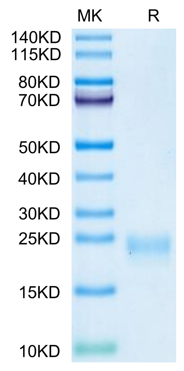 SDS-PAGE gel of Cynomolgus IL-5 Protein 2764