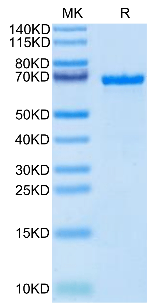 SDS-PAGE gel of Cynomolgus AFP Protein 2765