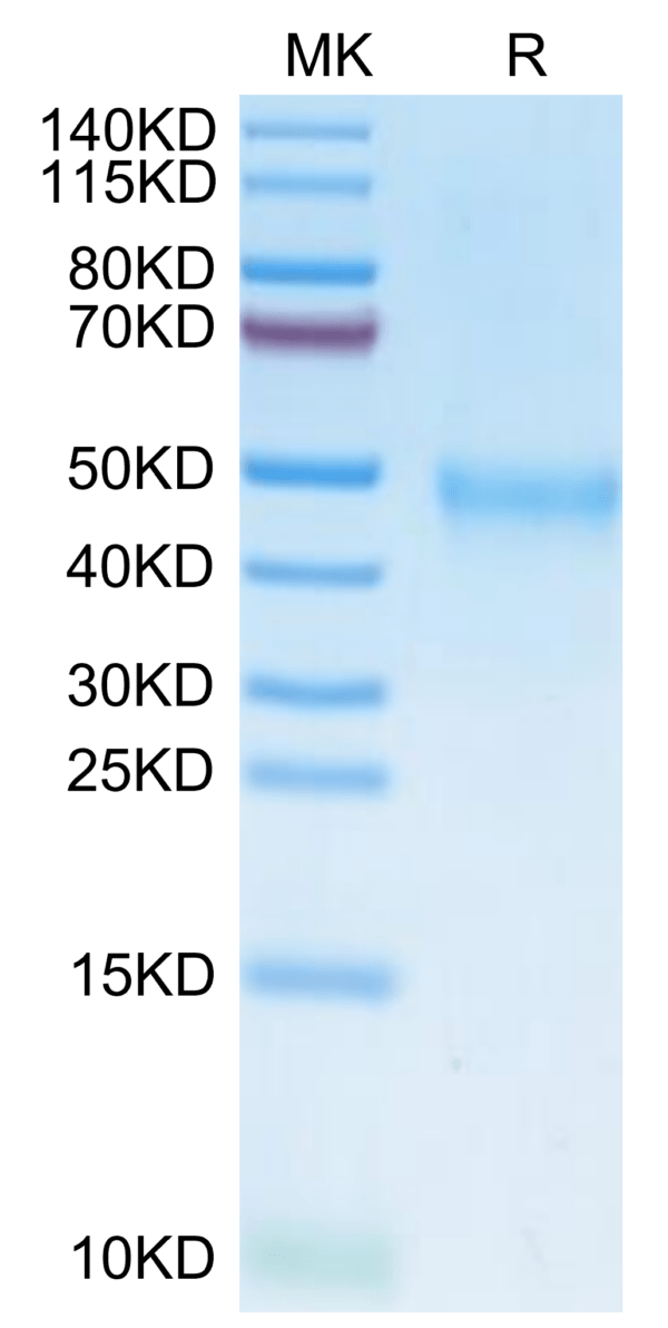 SDS-PAGE gel of Human IL-21R Protein 2775