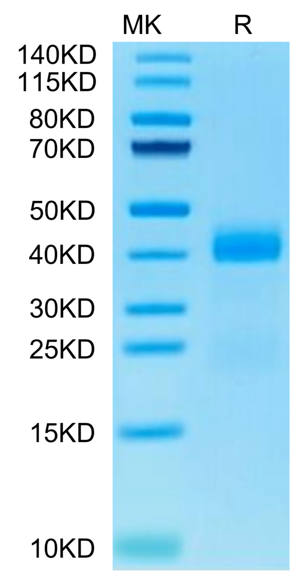 SDS-PAGE gel of Cynomolgus Galectin 3 Protein 2782