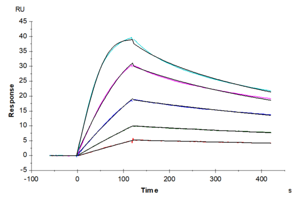 SPR with Cynomolgus IL-11 Protein 2789