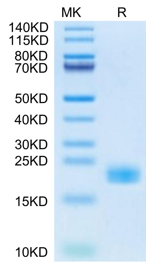 SDS-PAGE gel of Cynomolgus IL-11 Protein 2789
