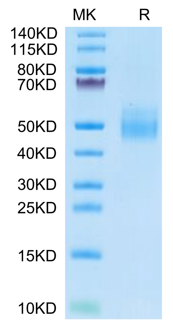 SDS-PAGE gel of Cynomolgus IL-10 R alpha Protein 2793