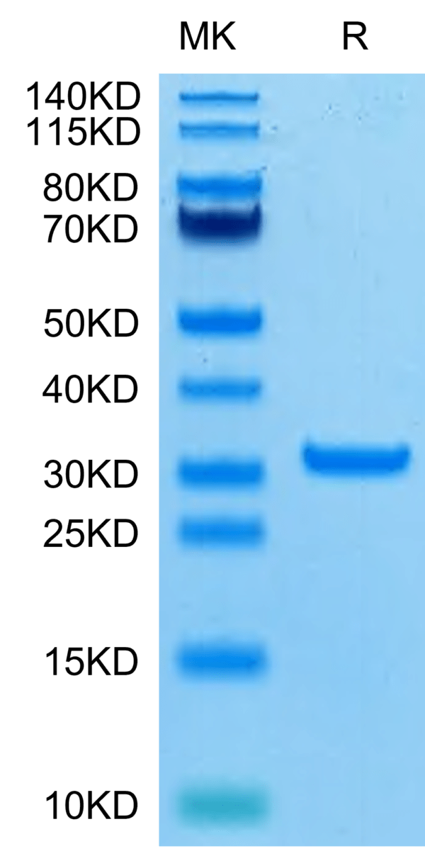 SDS-PAGE gel of SARS-CoV-2 3CLpro/3C-like Protease Protein (A191T)  2805