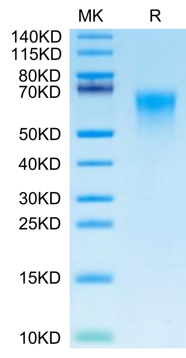 SDS-PAGE gel of Cynomolgus CD46 Protein 2813