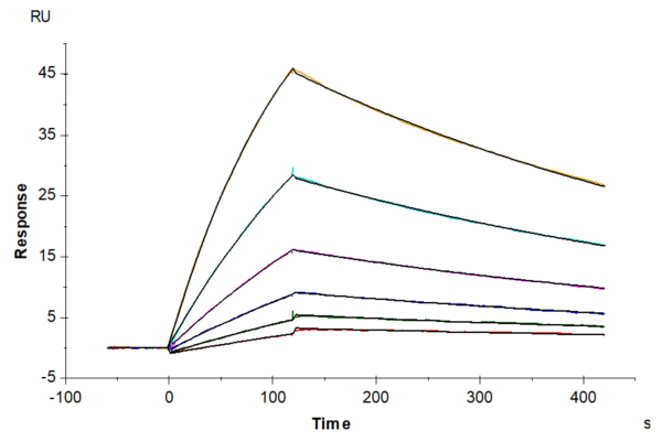 SPR with Cynomolgus/Rhesus macaque CD19 Protein 2816