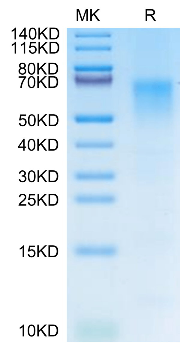 SDS-PAGE gel of Cynomolgus/Rhesus macaque CD19 Protein 2816