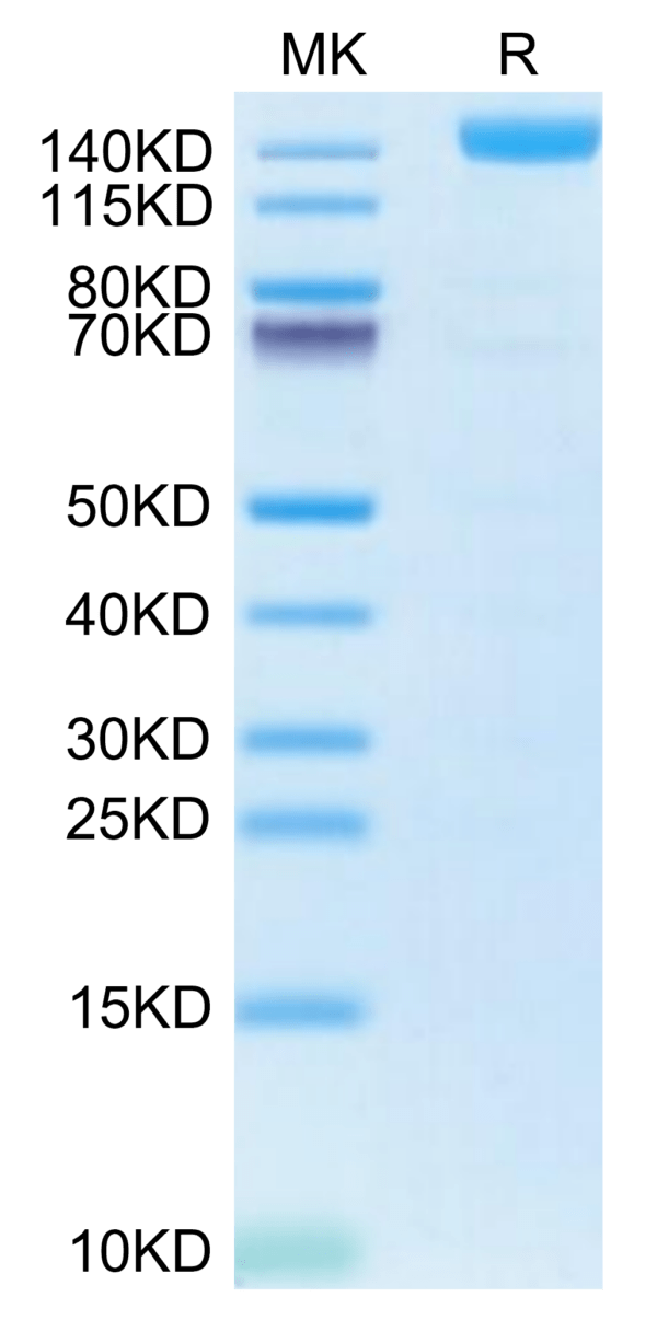 SDS-PAGE gel of Biotinylated Human VEGF R2/KDR Protein (Primary Amine L 2819