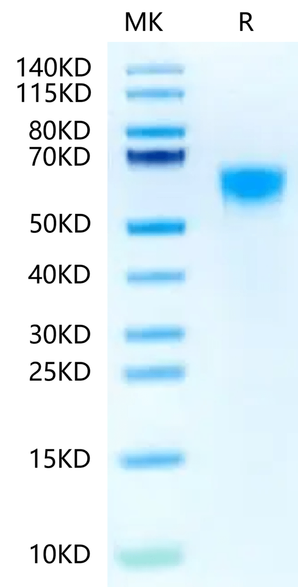 SDS-PAGE gel of Biotinylated Human IL-3 R alpha/CD123 Protein 2820